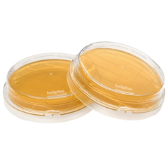 Boîte contact plus avec gélose trypticase soja